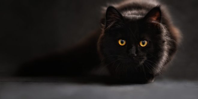 brown and black cat