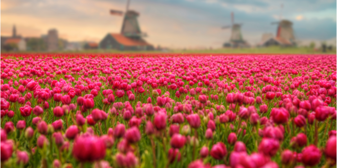 Paysage d'Hollande avec des tulipes rouges et des moulins en arrière-plan